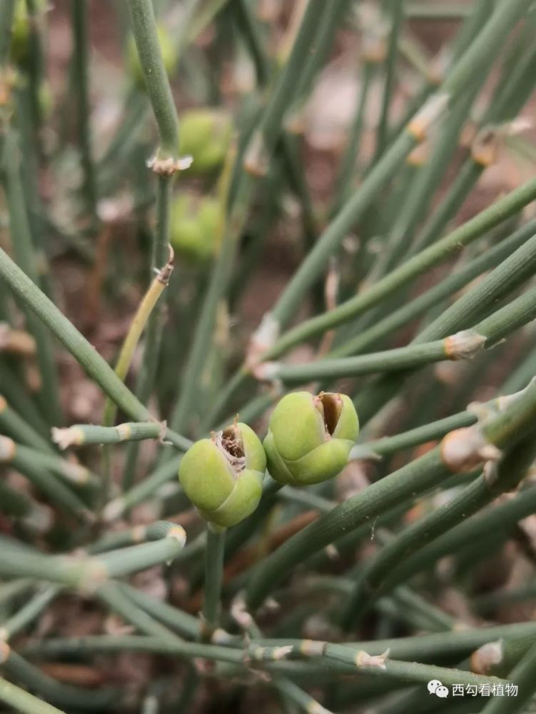 16,草麻黄 ephedra sinica 麻黄科麻黄属 栽培地点:路边岩石区