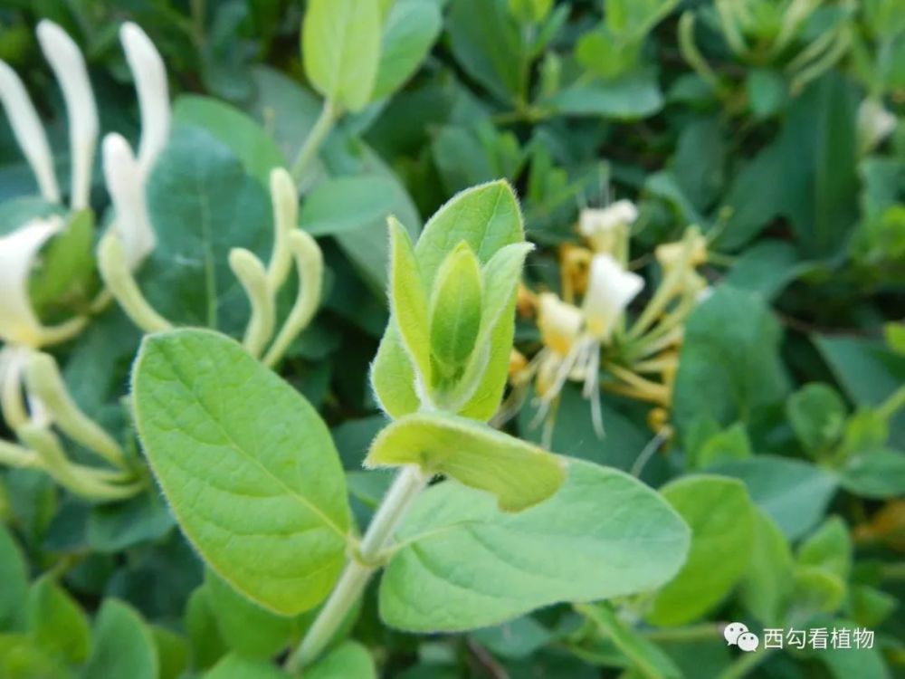 辛庄植物313-忍冬