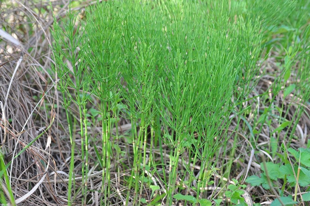 嫩芽是极品野菜,还能从土壤中吸收黄金,却被农民称作"缺德草"