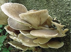 平菇可能起源于喜马拉雅山地区