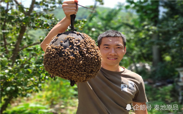 如何诱到第一桶蜂老蜂农倾囊相授不容错过的零基础诱蜂教学