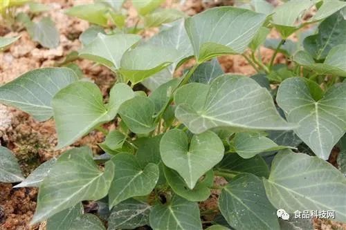红薯叶,就是红薯藤的叶子,也叫地瓜叶.