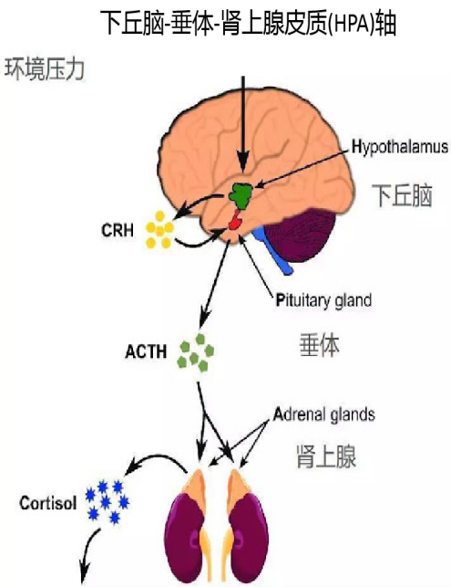 下丘脑-垂体-肾上腺皮质轴示意图 表2.