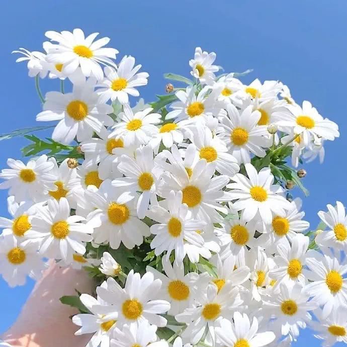 小雏菊背景图|"我会在鲜花盛开的地方 说爱你"