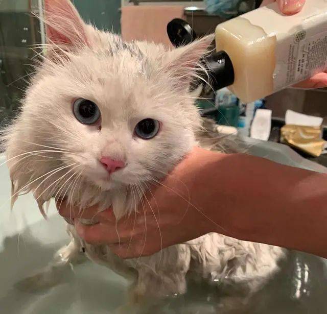 女子收养了一只脏兮兮的流浪猫,带回家洗完澡后,直言