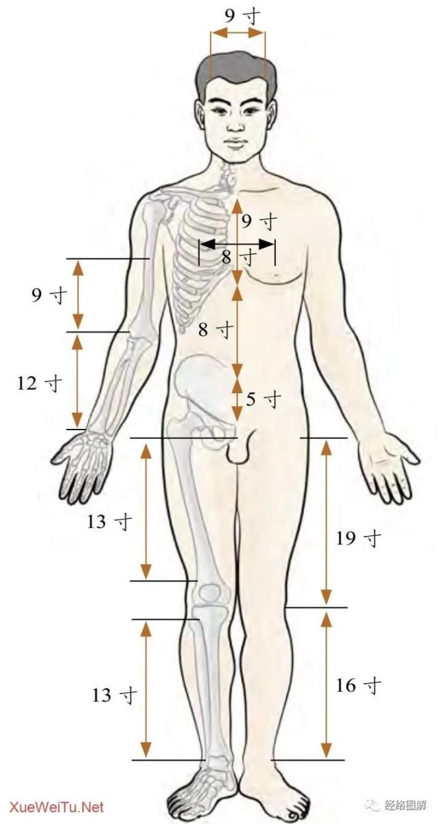 人体骨度分寸 人体骨度分寸是以身体上的骨节为主要标志,每两段骨节