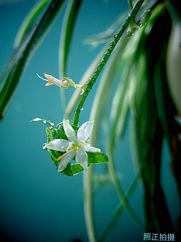 兰州雨后美丽的兰花花