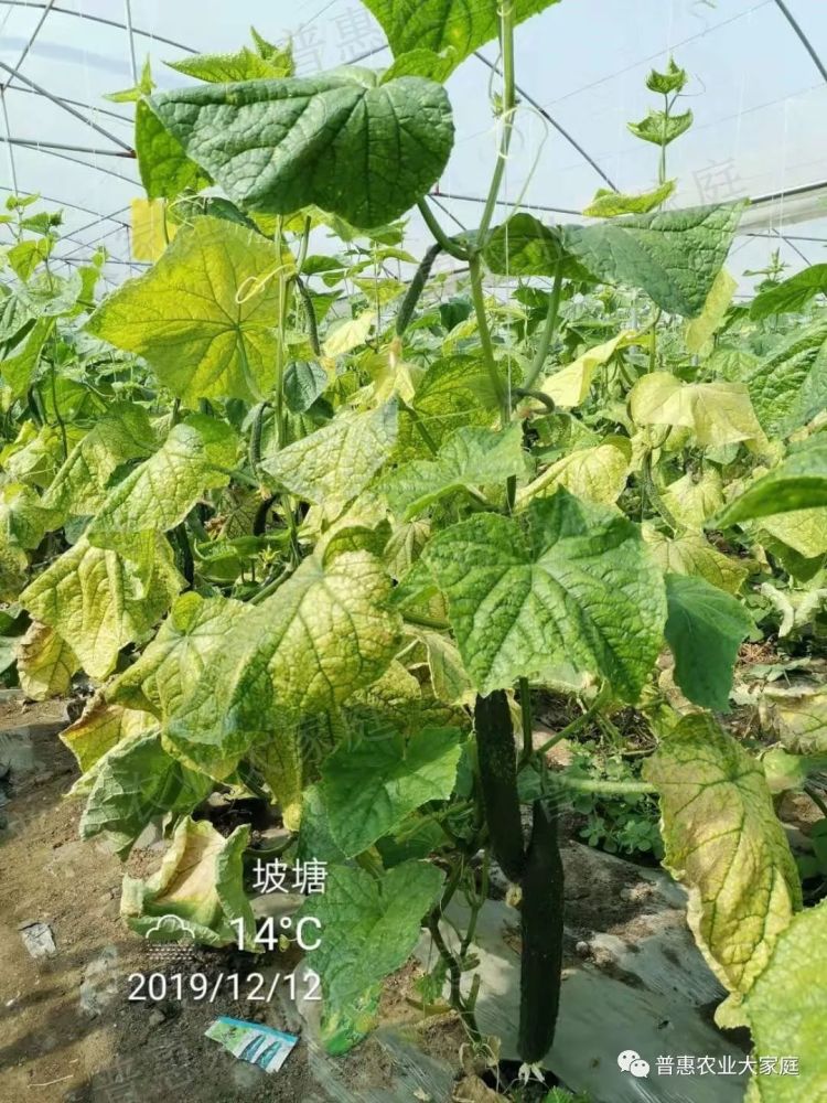 植保《浅析蔬菜黄叶病》《葡萄六月和七月田间种植技术管理指导意见》