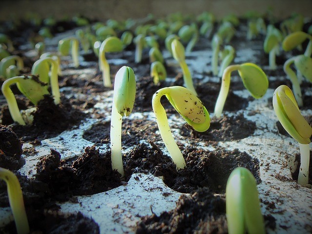 错!这4种发芽后营养加倍