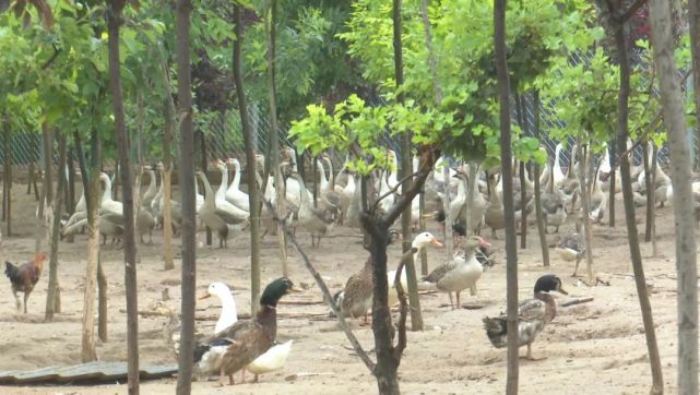 洛川县黄连河村:依托"林下经济" 建成美丽宜居新农村