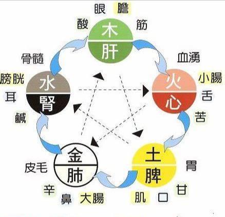 五行与五脏腑,五官,五味的对应关系