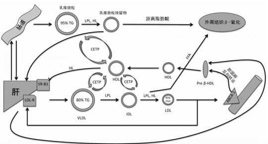 血脂难降,小心这些内分泌疾病"作怪"