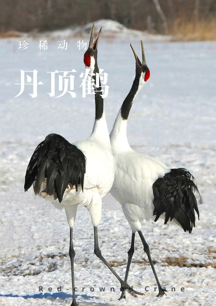 绰绰神姿:丹顶鹤
