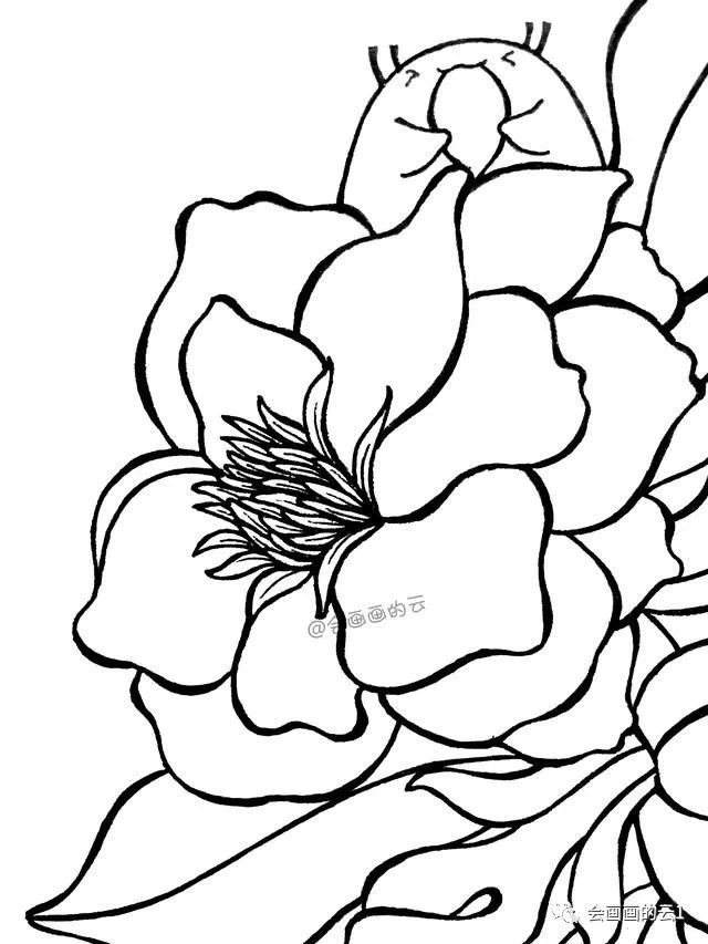 第三步:轮廓画好后,从中间的花蕊开始画具体的细节,花蕊比较细,所以
