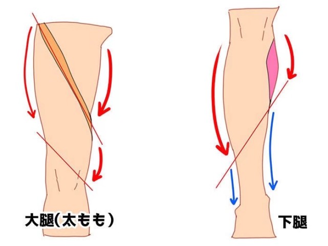 【教程】腿部结构解剖 via