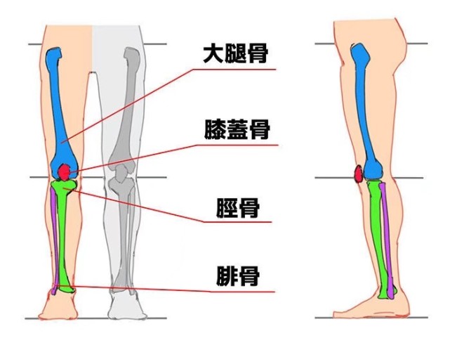 【教程】腿部结构解剖 via