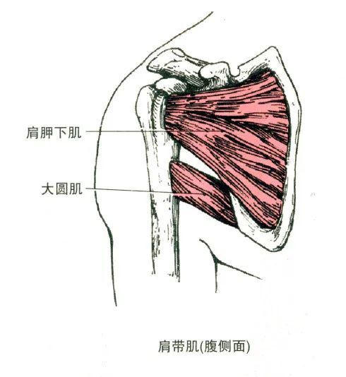 起点:肩胛骨下角背面.部位:冈下肌,小圆肌下方.