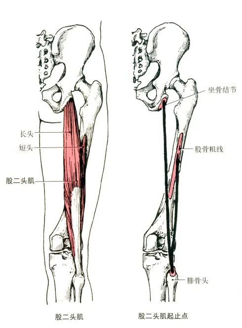 半腱肌和半膜肌部位:大腿后内侧,半膜肌在半腱肌深层.