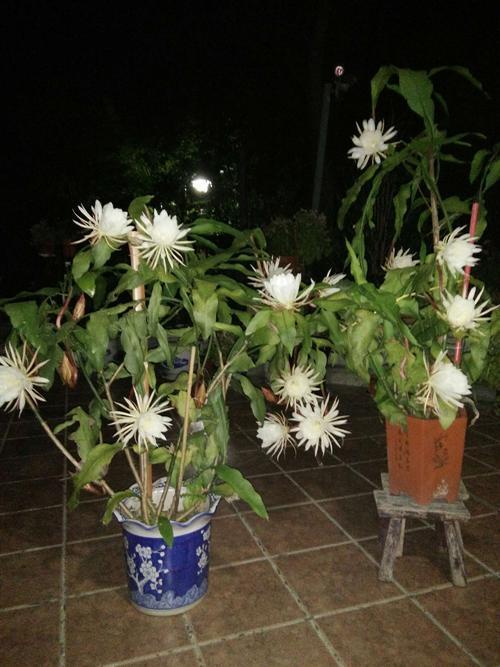 昙花因晚上绽放,有着"月下美人"的美称,盆栽要如何管理呢?