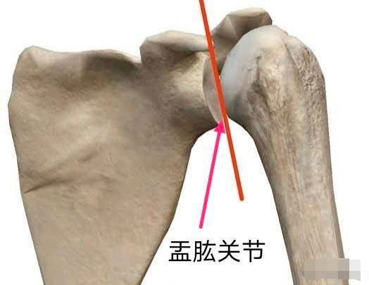 盂肱关节,肩胛盂是肩胛窝外围的一圈软骨,图上未标出