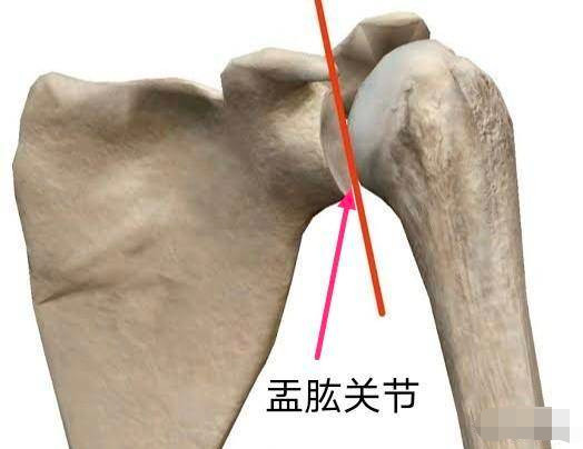 肩膀实际上是由四个独立的关节(盂肱关节,肩锁关节,胸锁关节,肩胛胸