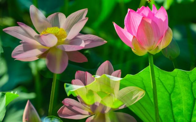 每年夏天荷花盛开时,大明湖都会举办荷花艺术节,赏荷,品荷,听荷,拍荷.