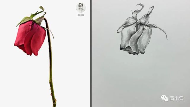 教你画一朵快凋零的玫瑰花