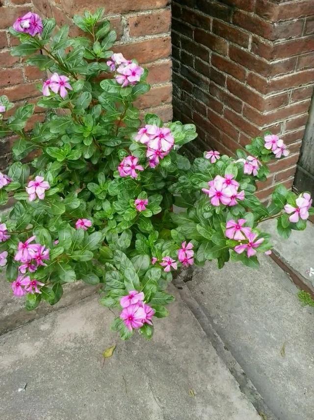 真正的花坚强,墙缝,地缝都能长,开花特别旺!