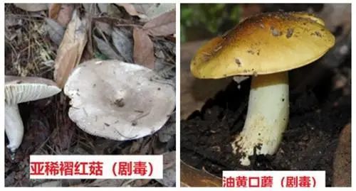 野生蘑菇别乱吃,荆门已有多人中毒!内附毒蘑菇图鉴!
