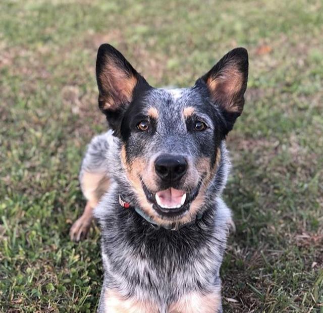 图源:ins_blueheelers101 捷克狼犬,捷克