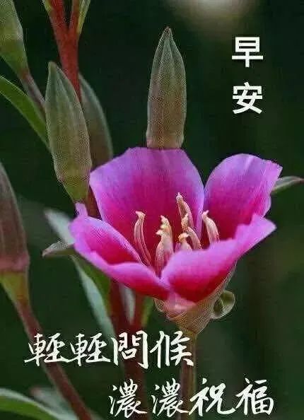最新清晨早上好问候语表情图片,微信早晨问候祝福句子