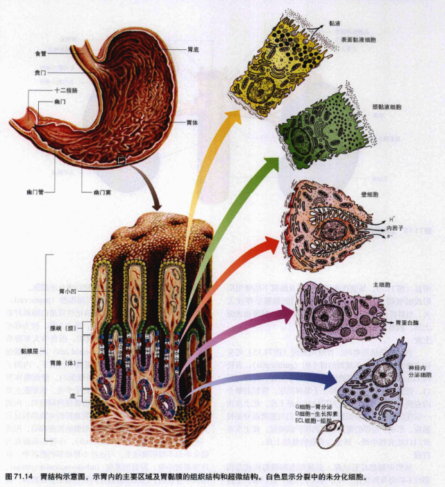 胃的显微结构