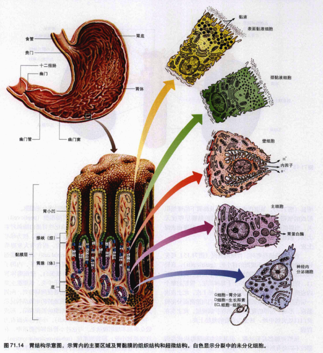 微细结构 胃壁含有与消化管其他各段所看到的主要层次,即黏膜层,黏膜