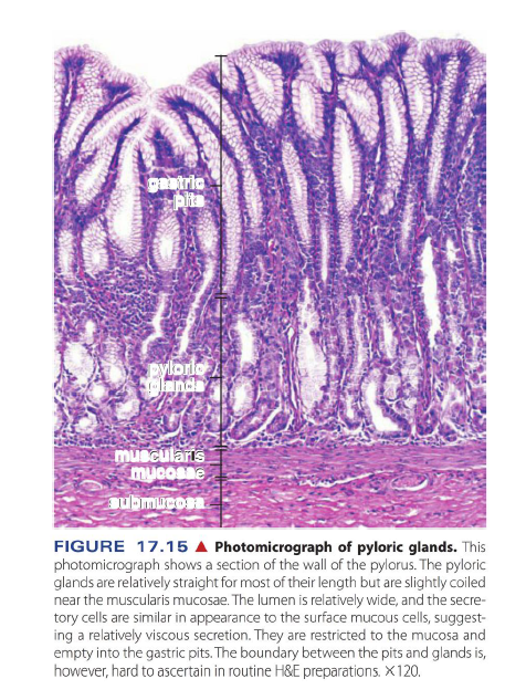 胃的显微结构