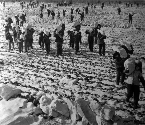 黑龙江生产建设兵团—155张老照片,还有兴凯湖老照片!