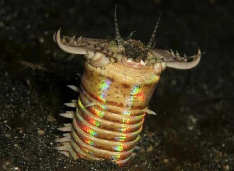 比电影还真实的食人虫,博比特巨虫,可能就藏在你家的鱼缸里