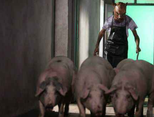 日本养殖17头"半人半猪",体内长着人体器官,看完你能