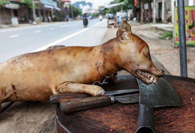越南人到底多喜欢吃狗肉?马路边直接烤全狗,一斤卖到105元