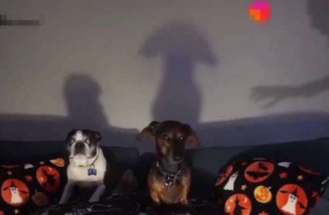 狗狗正在看鬼片,主人突然伸出一只手,下一秒请憋住别笑!