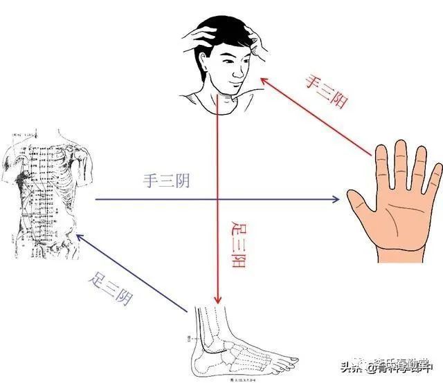 足太阳膀胱经,足少阳胆经)都是从头部开始(延续着手三阳经),沿着一定