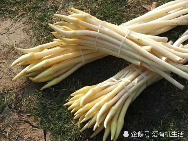 炎炎夏日,湖北洪湖藕带,含水量大,口感松脆,你吃过吗?