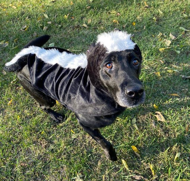 美国缉毒犬退役,同事给它准备了一个惊喜!狗狗开心得