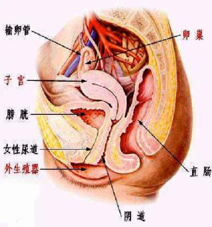 医生医生,我的子宫是什么位置?该不会是后位子宫吧?