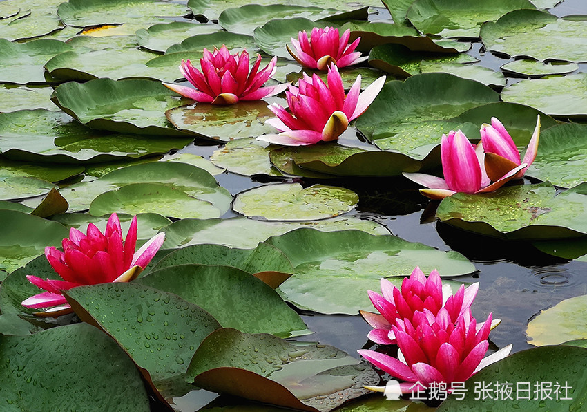 甘肃张掖:莲花朵朵开 湿地美如画