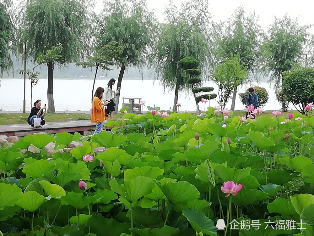 南阳市白河湿地公园,雨后风景