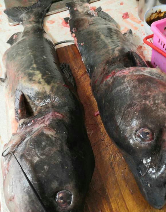 有人洪湖钓起十几斤"丑陋鲶鱼",网友:印度鲶鱼吃不得