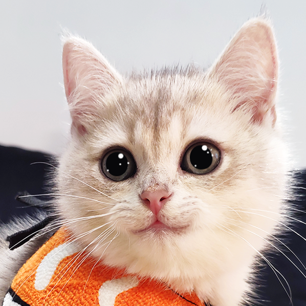 前任首席卖萌官菠萝包 呵呵,珍惜奶猫时光吧 前任首席卖萌官菠萝包