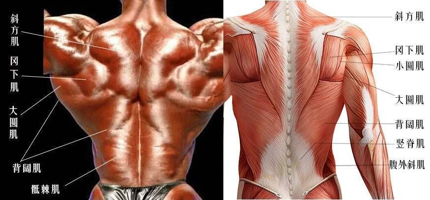 斜方肌,肩袖肌群和竖脊肌,深层肌群有菱形肌,大圆肌和小圆肌等
