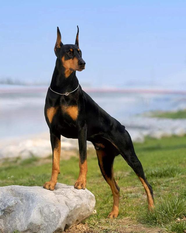 杜伯文犬原产于德国由许多品种杂交而成,在犬类来说具备极高的智商