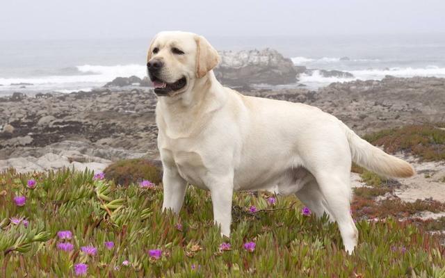 史宾格犬